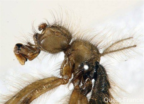 La Mormotomyia Hirsuta a été repérée à nouveau par des entomologistes dans une crevasse située à 200 kilomètres environ à l'est de Nairobi (Kenya) La Mormotomyia Hirsuta a été repérée à nouveau par des entomologistes dans une crevasse située à 200 kilomètres environ à l'est de Nairobi (Kenya)