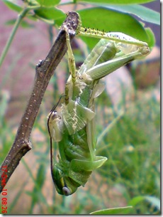 Locusta migratoria molting Locusta migratoria molting