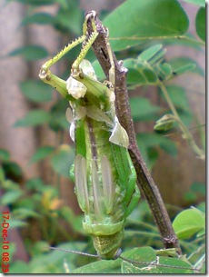 Locusta migratoria molting