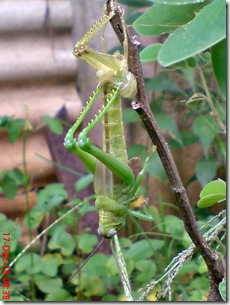 Locusta migratoria molting