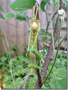 Locusta migratoria molting