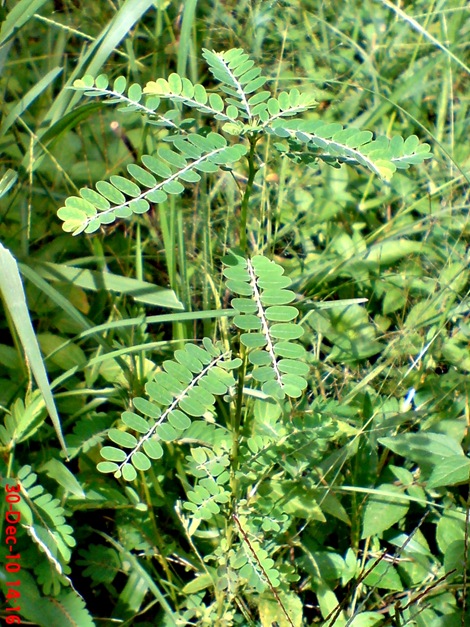 Estiarana Tanaman Obat Meniran Phyllanthus Niruri