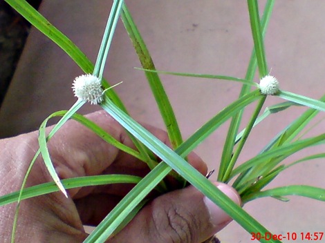 rumput whitehead spikesedge Kyllinga nemoralis 2