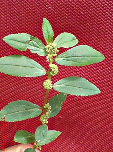 Patikan Kebo_Euphorbia hirta