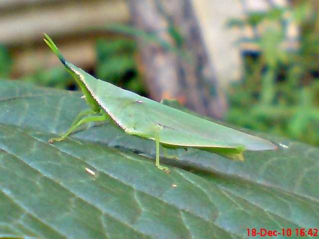 [belalang hijau Atractomorpha crenulata vegetable grasshopper DSC03986[4].jpg]