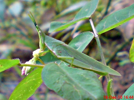 belalang hijau Atractomorpha crenulata vegetable grasshopper  DSC03995