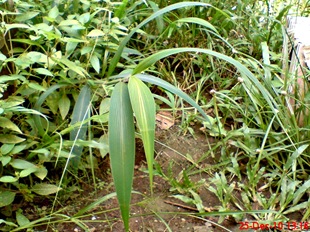 rumput bambuan 1