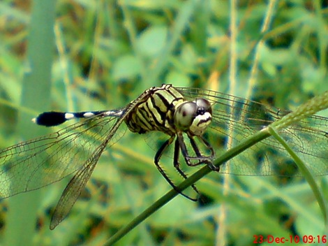 capung badak Orthetrum sabina 1