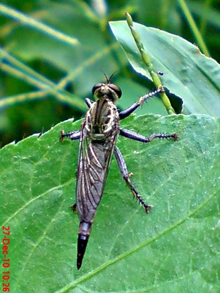 lalat robber fly (Promachus rufipes) di daun 2