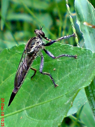 lalat robber fly (Promachus rufipes) di daun 3