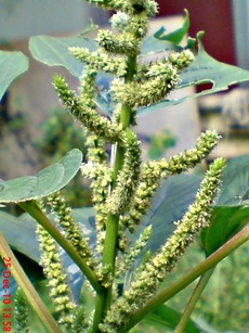 bayam gajah Amaranthus hybridus 5