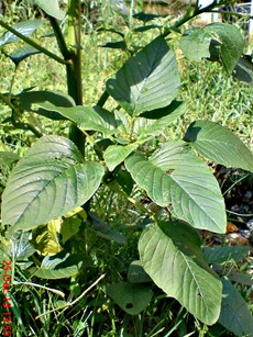 bayam gajah Amaranthus hybridus 2