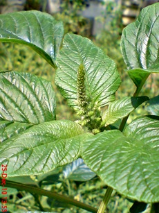 bayam gajah Amaranthus hybridus 3 bayam gajah Amaranthus hybridus 3