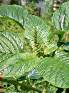 bayam gajah Amaranthus hybridus 3