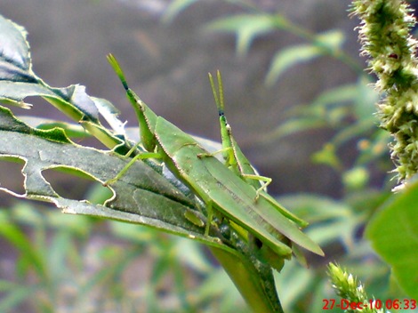 belalang kawin di daun bayam 6