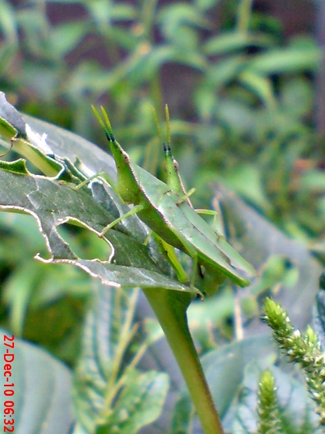 belalang kawin di daun bayam 4 belalang kawin di daun bayam 4