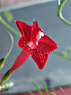 rincik bumi sangga langit Ipomoea quamoclit 5 rincik bumi sangga langit Ipomoea quamoclit 5