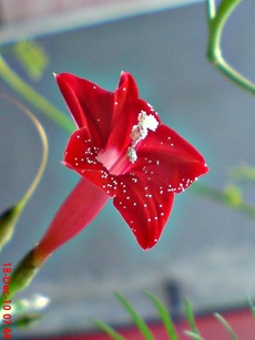 rincik bumi sangga langit Ipomoea quamoclit 5