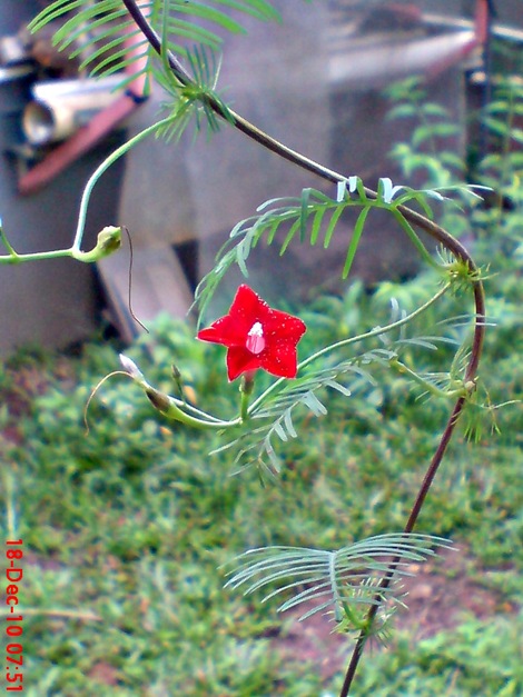 rincik bumi sangga langit Ipomoea quamoclit 12