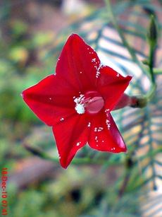 rrincik bumi sangga langit Ipomoea quamoclit 2 rrincik bumi sangga langit Ipomoea quamoclit 2
