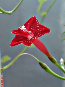 rincik bumi sangga langit Ipomoea quamoclit 6 rincik bumi sangga langit Ipomoea quamoclit 6