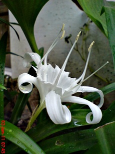 Bunga putih di halaman depan rumah di kampung gedong 9