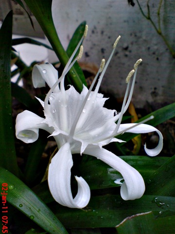 [Bunga putih di halaman depan rumah di kampung gedong 8[4].jpg]