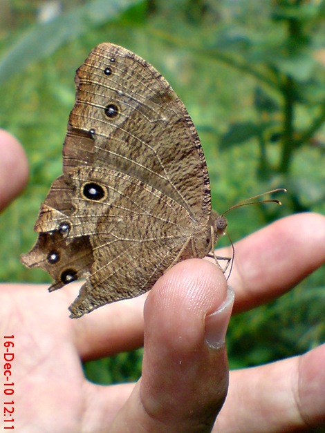 kupu-kupu coklat Common Evening Brown Melanitis leda