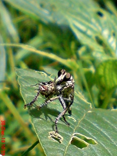 lalat makan lalat 2