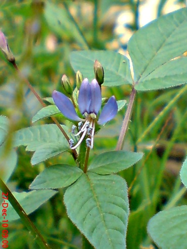 Cleome rutidosperma-Maman Ungu-Fringed Spider Flower 7 Cleome rutidosperma-Maman Ungu-Fringed Spider Flower 7