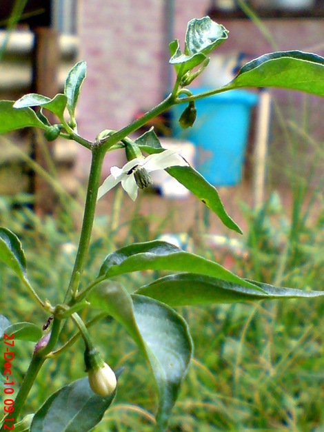 bunga cabe rawit Capsicum frutescens 6