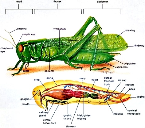 grasshopper anatomy - anatomi belalang