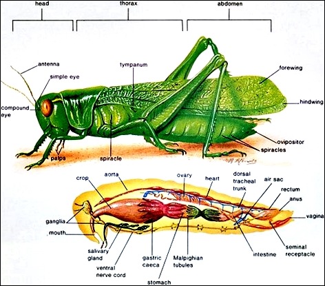 grasshopper anatomy - anatomi belalang grasshopper anatomy - anatomi belalang