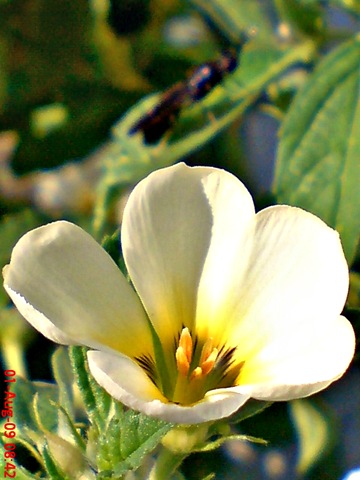 [white alder Turnera subulata bunga pukul delapan   06[4].jpg]