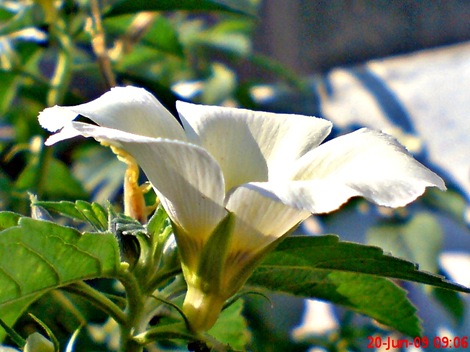 white alder Turnera subulata bunga pukul delapan 09