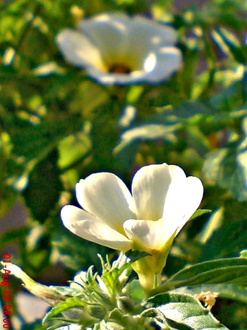 [white alder Turnera subulata bunga pukul delapan  03[4].jpg]