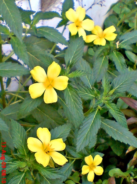 yellow Turnera ulmifolia 04 yellow Turnera ulmifolia 04
