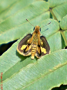 Kupu-Kupu Skipper Taractrocera archias