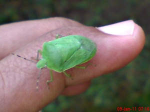 Nezara viridula_green vegetable bug_kepik hijau 04