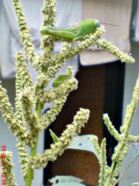 Nezara viridula_green vegetable bug_kepik hijau 24