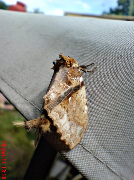 ngengat Dudusa vethi Snellen 09 ngengat Dudusa vethi Snellen 09