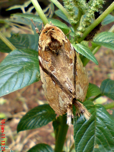moth Dudusa vethi ngengat 03 moth Dudusa vethi ngengat 03