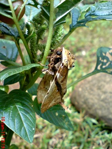 moth Dudusa vethi ngengat 02 moth Dudusa vethi ngengat 02