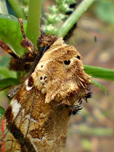 moth Dudusa vethi ngengat 12 moth Dudusa vethi ngengat 12