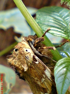 moth Dudusa vethi ngengat 10 moth Dudusa vethi ngengat 10