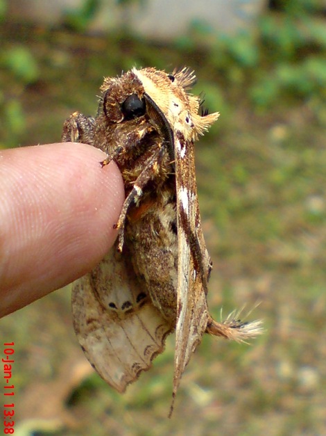 ngengat moth Dudusa vethi 01