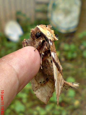 [ngengat moth Dudusa vethi 15[4].jpg]