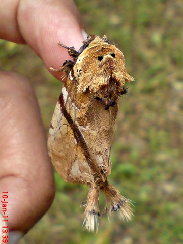 [ngengat moth Dudusa vethi 06[4].jpg]