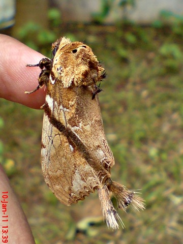 [ngengat moth Dudusa vethi 04[4].jpg]