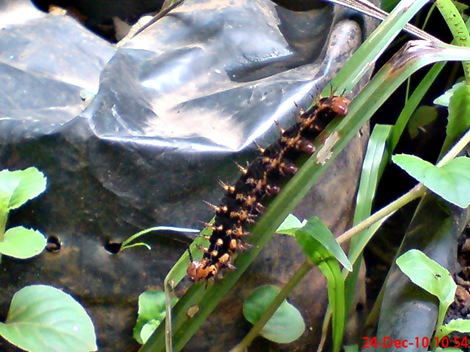 ulat Kupu-kupu Common Eggfly - Hypolimnas bolina 2 ulat Kupu-kupu Common Eggfly - Hypolimnas bolina 2